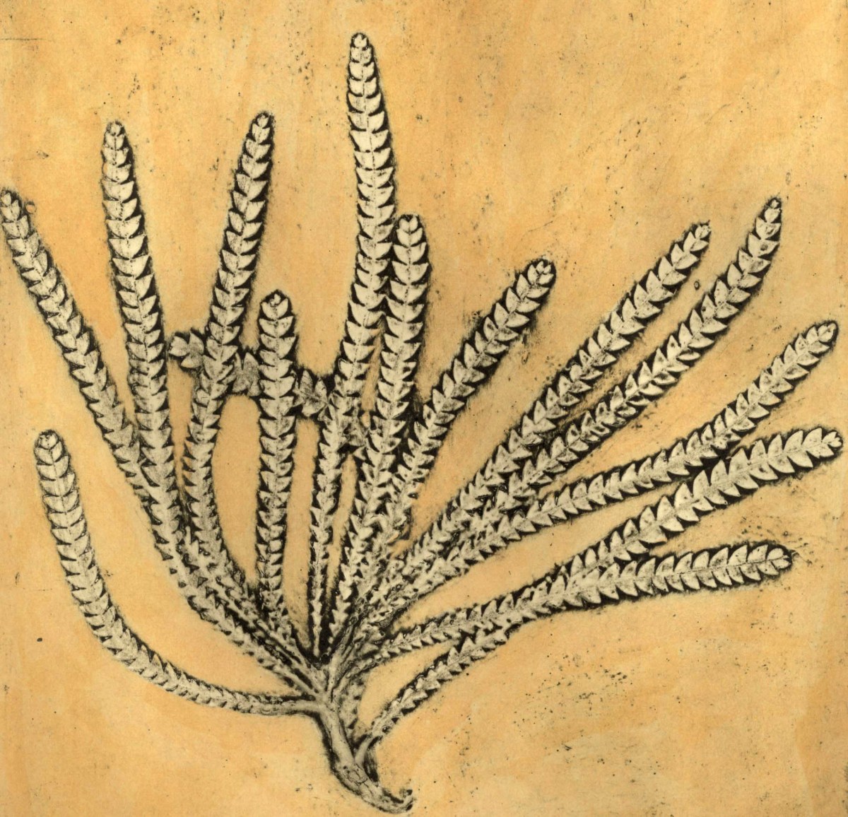 Banksia (Dryandra)1, 4/8 by Jacky Lowry 
