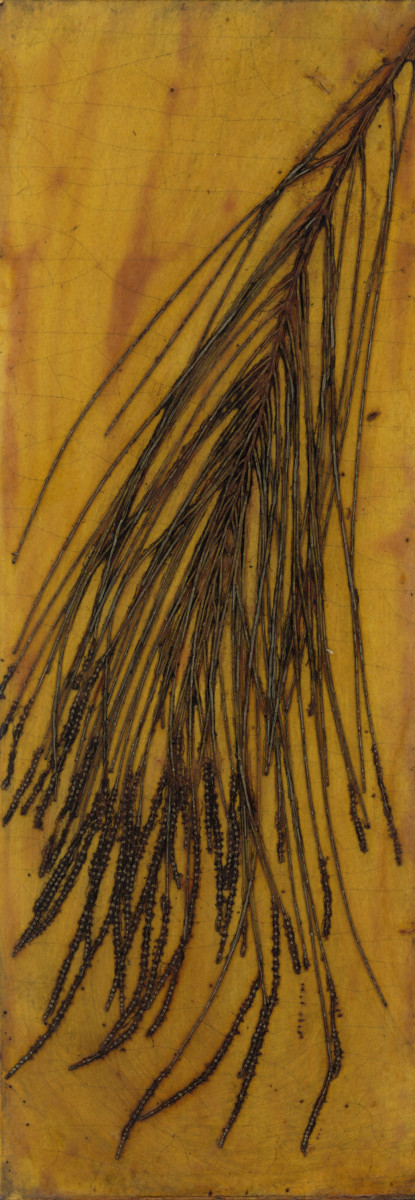 Casuarina with Male Flowers 2 Plate by Jacky Lowry 