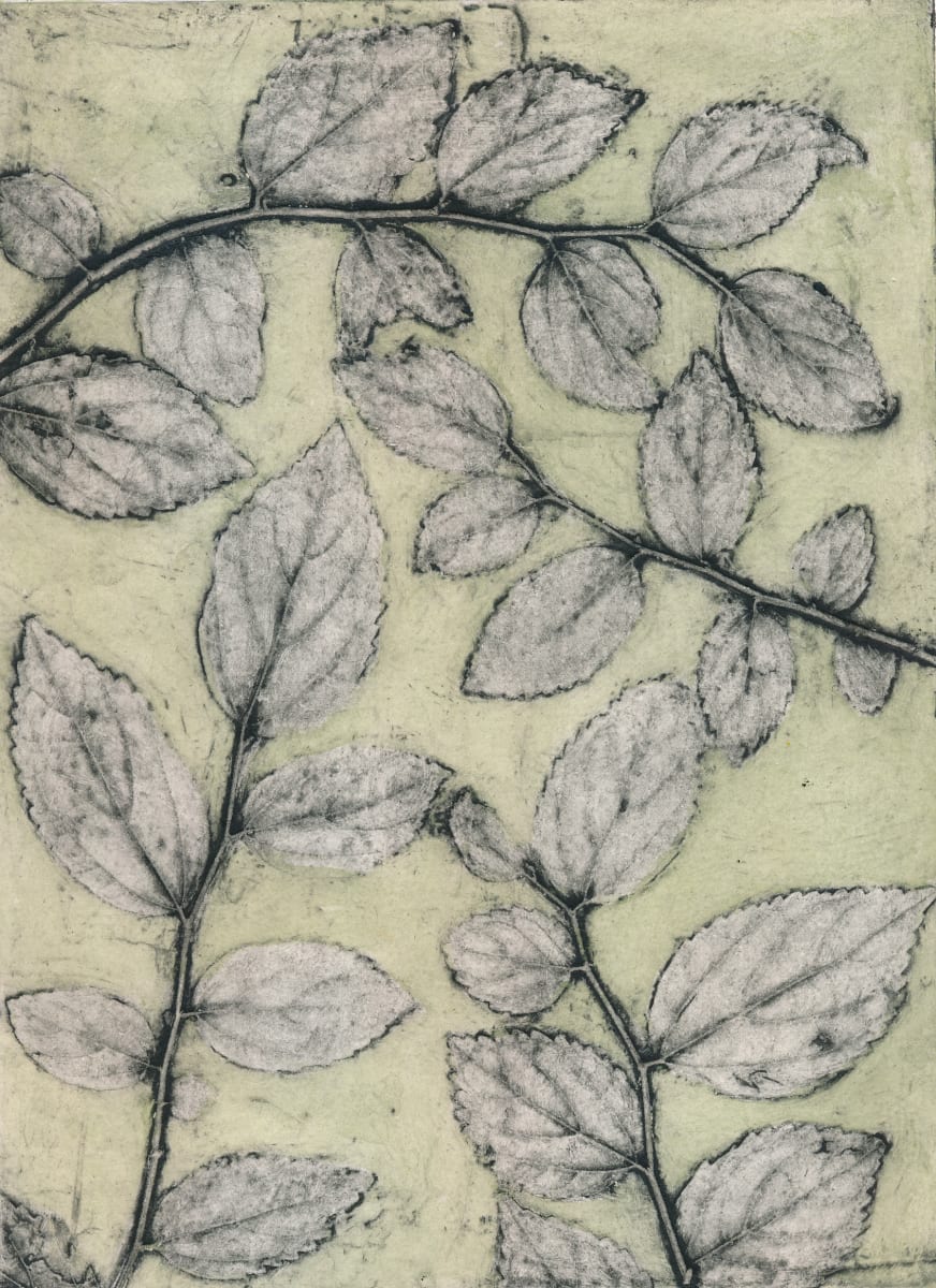 Chinese Elm 4 4/8 by Jacky Lowry 