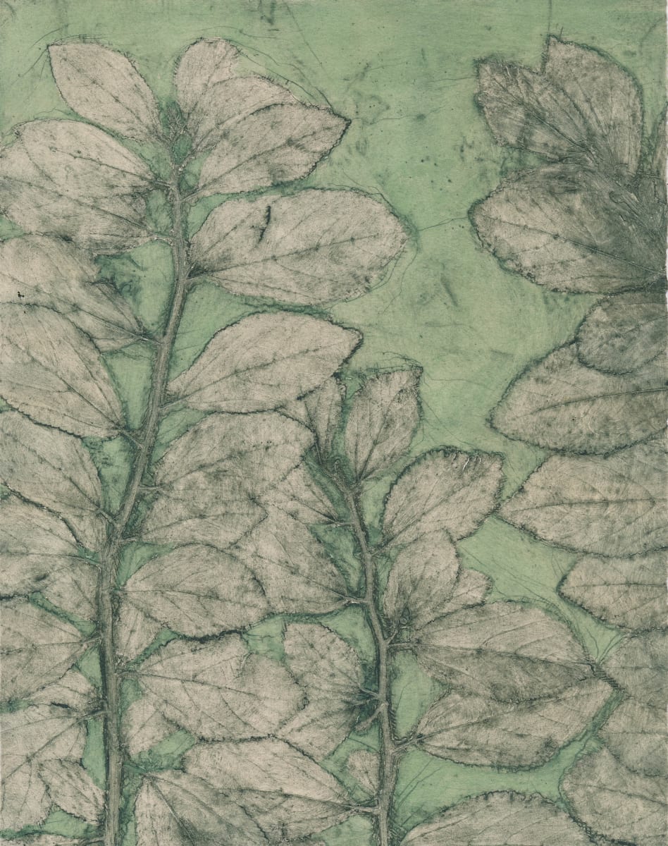 Chinese Elm  Proof 2 Proof 2 