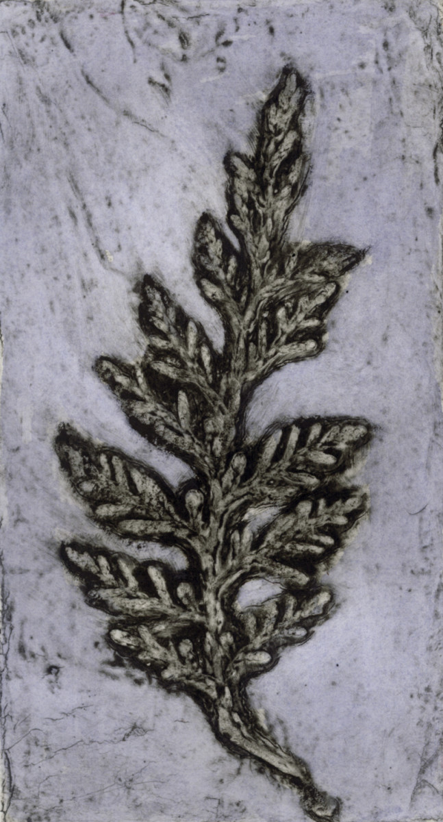 Cypress  4, 2/10 by Jacky Lowry, Image 1.