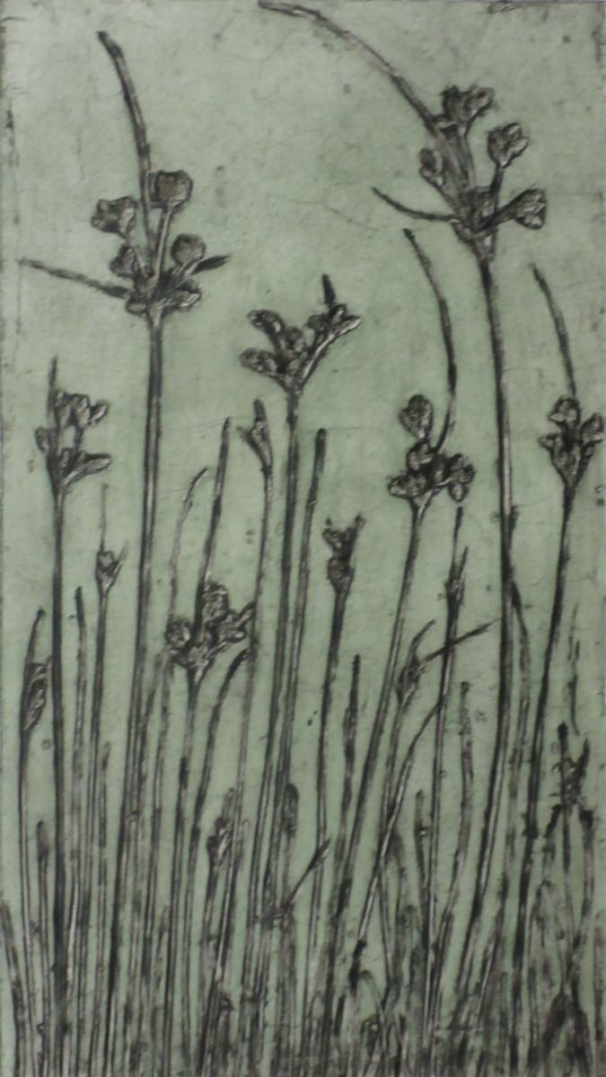 Fimbristylis Sedge EV2/6 2/6