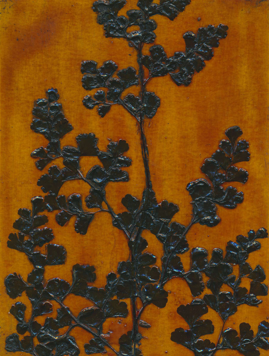 Conondale Maidenhair Fern Plate by Jacky Lowry 