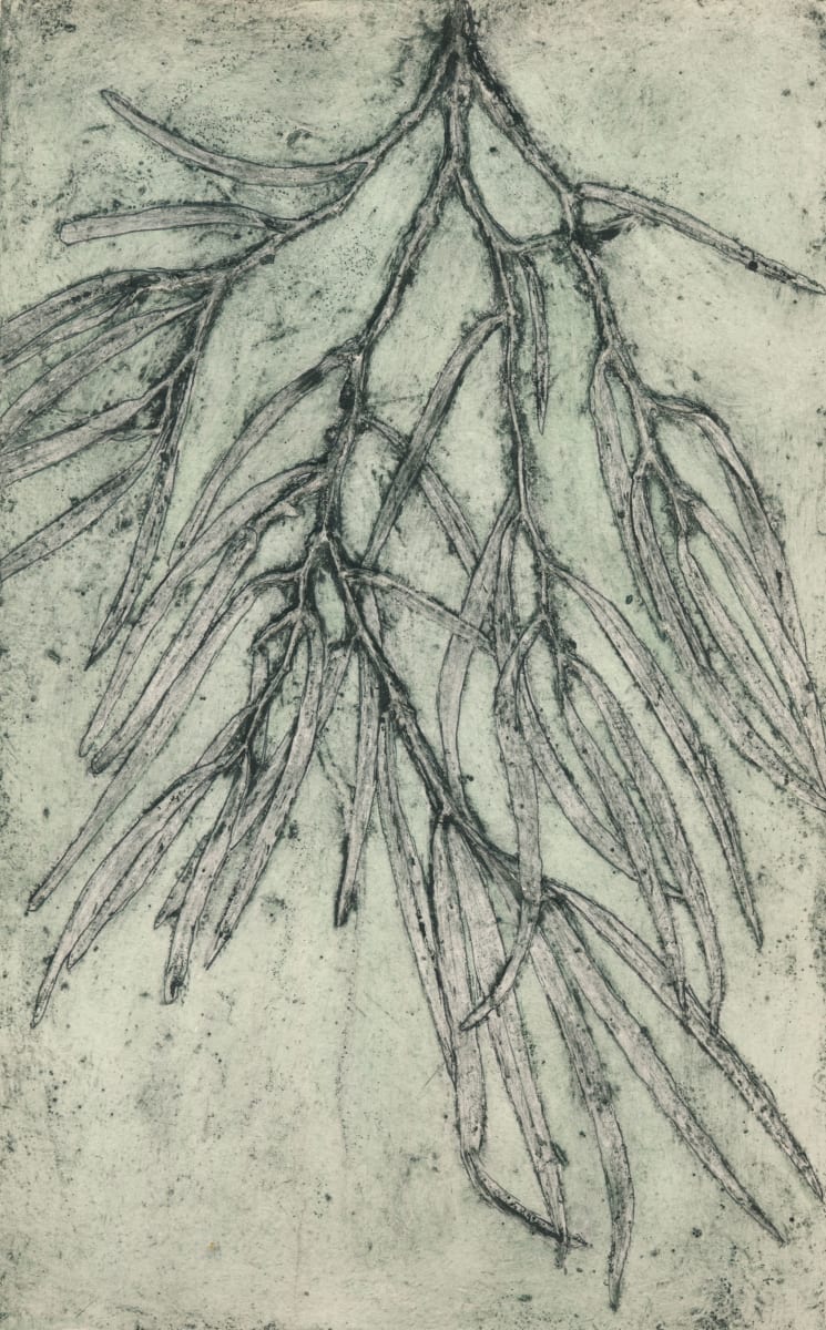 Western Australian Peppermint Tree 2 4/7 4/7 by Jacky Lowry 