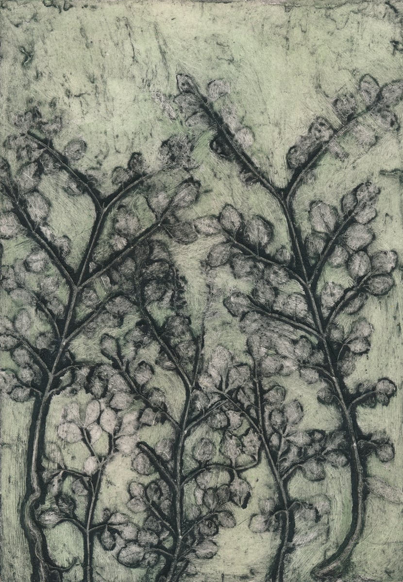 Privet Seedlings EV 4/6 4/6 by Jacky Lowry 