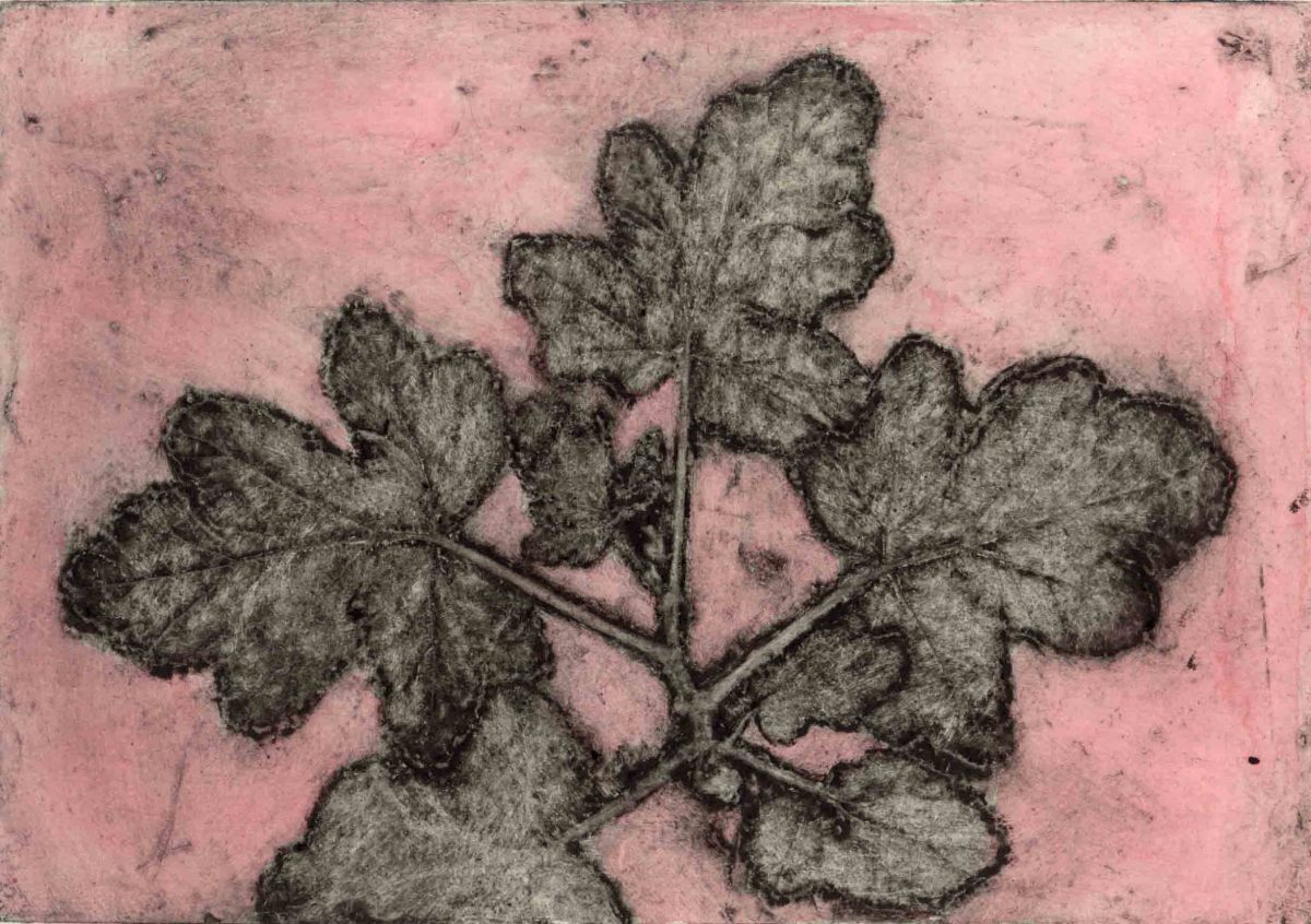 Scented pelargonium 3, 2/5 by Jacky Lowry 