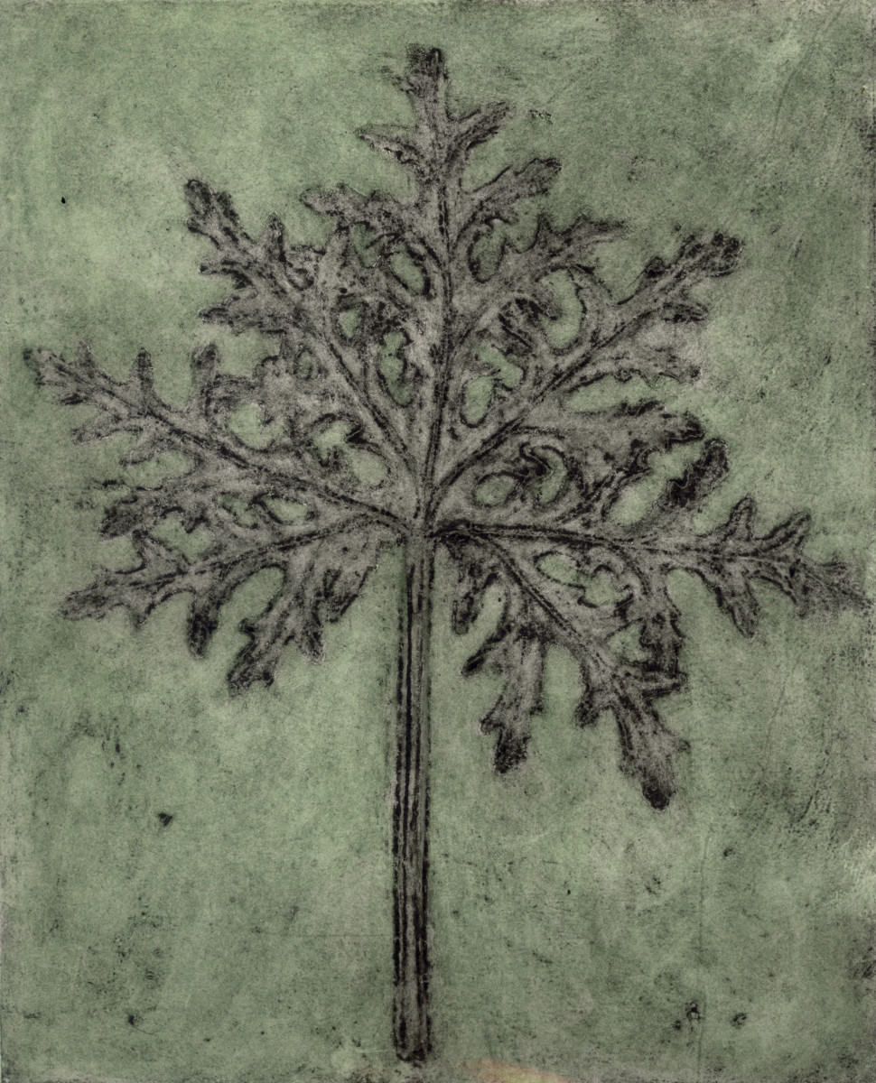 Scented Pelargonium 1, 2/6 by Jacky Lowry 