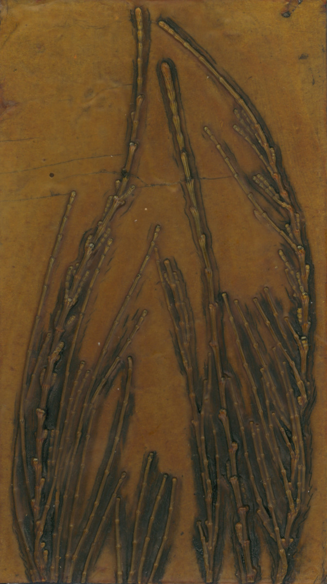 Sheoak with Female Flowers by Jacky Lowry 