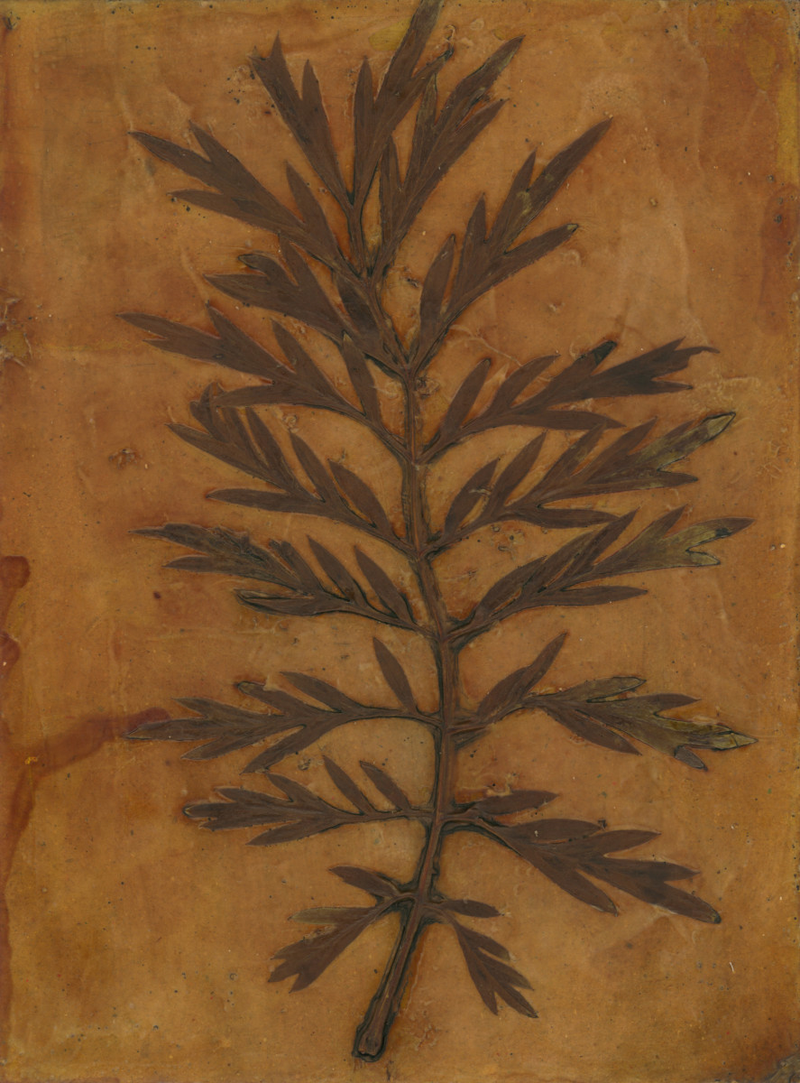 Silky Oak Leaf 2 by Jacky Lowry 