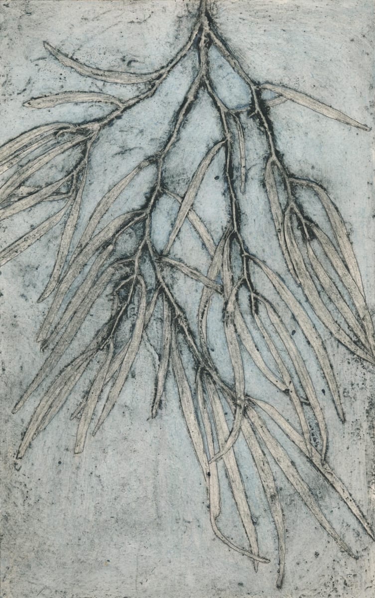 Western Australian Peppermint Tree 2 2/7 2/7 by Jacky Lowry