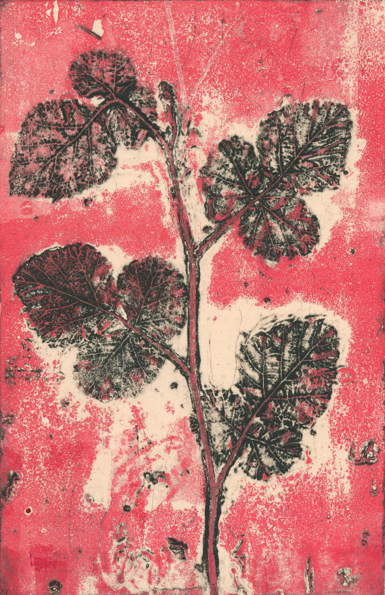 Australian Wild Raspberry EV4/7 4 by Jacky Lowry, Image 1.