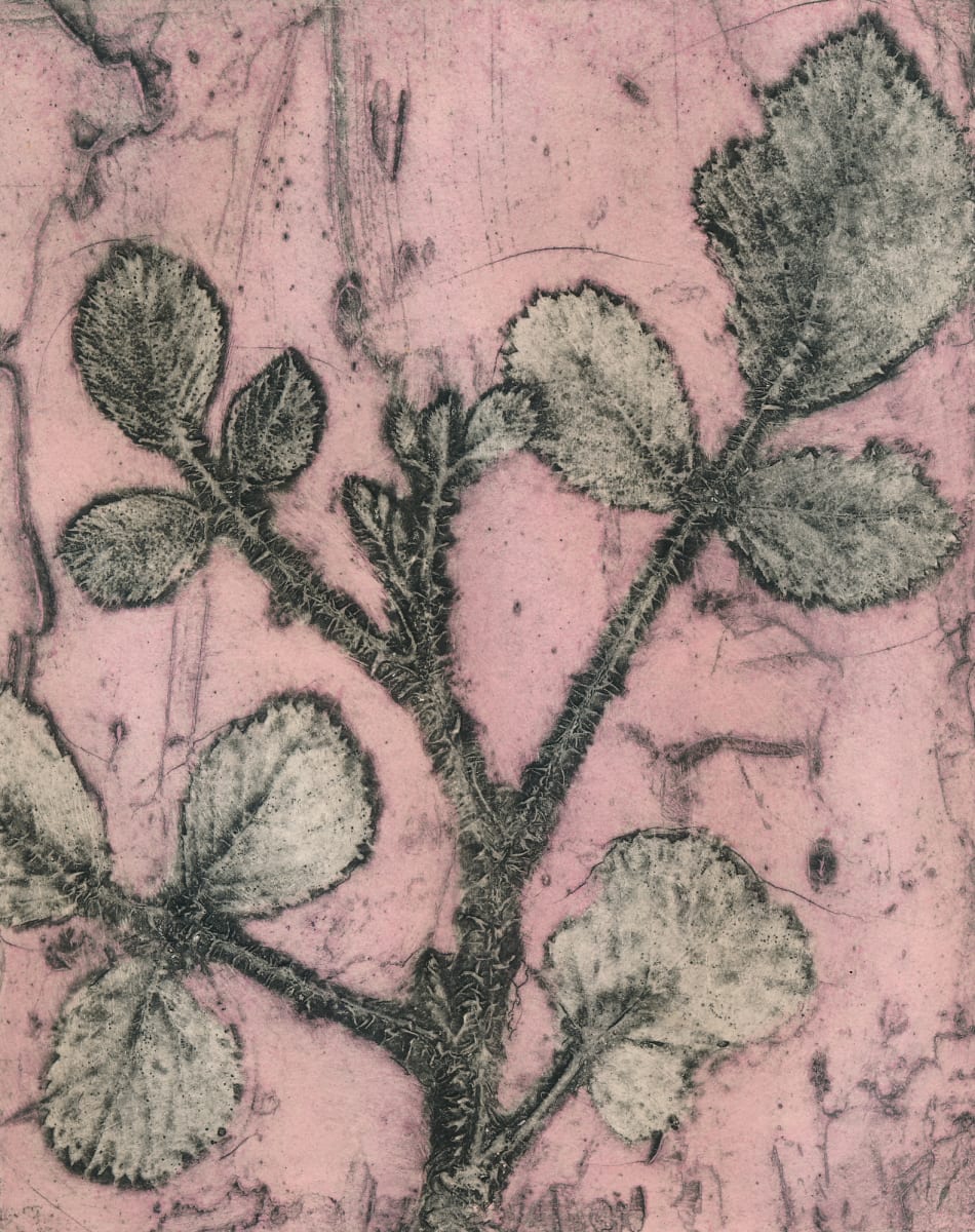 Wild Raspberry 7 EV3/10 3/10 by Jacky Lowry