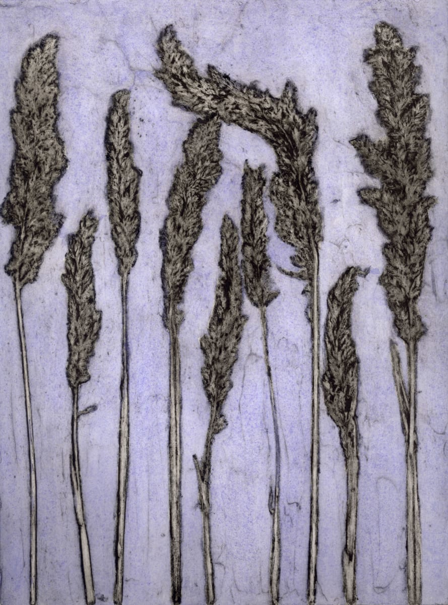 Yorkshire Fog 1 1/4 1/4