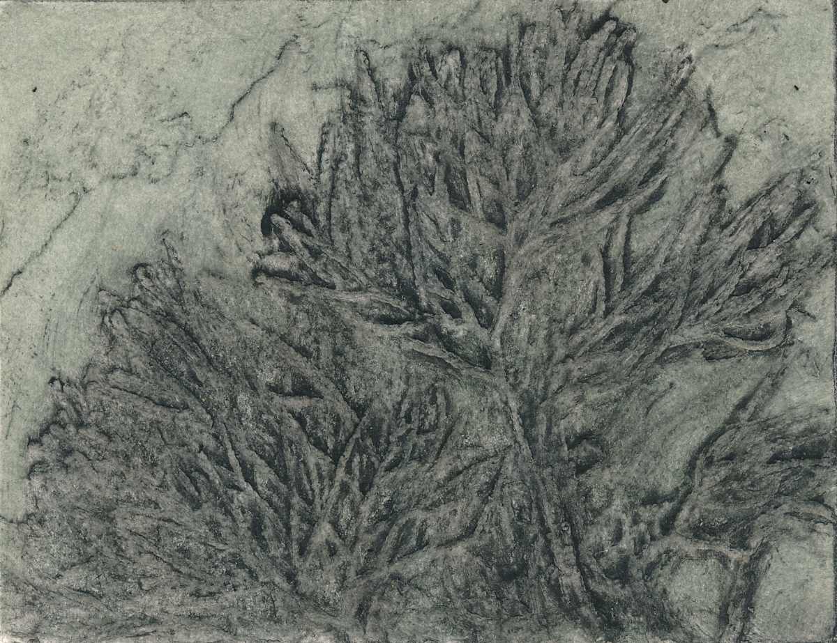 Albany Pencil Pine 7/7 by Jacky Lowry