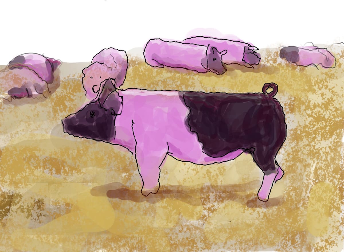 Pink Piggy, Image 1.