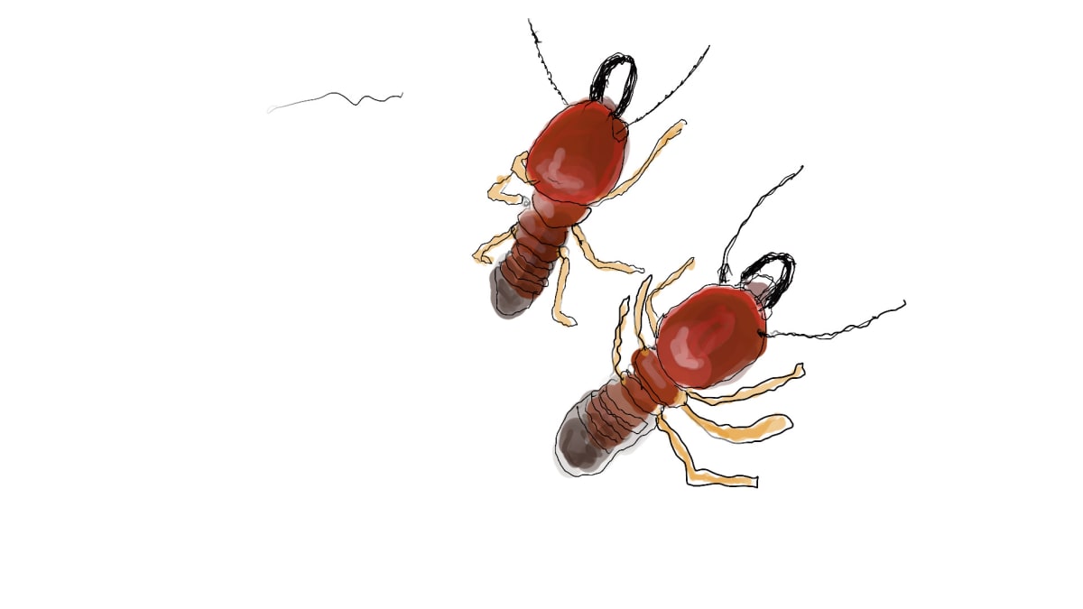 Two Termites 