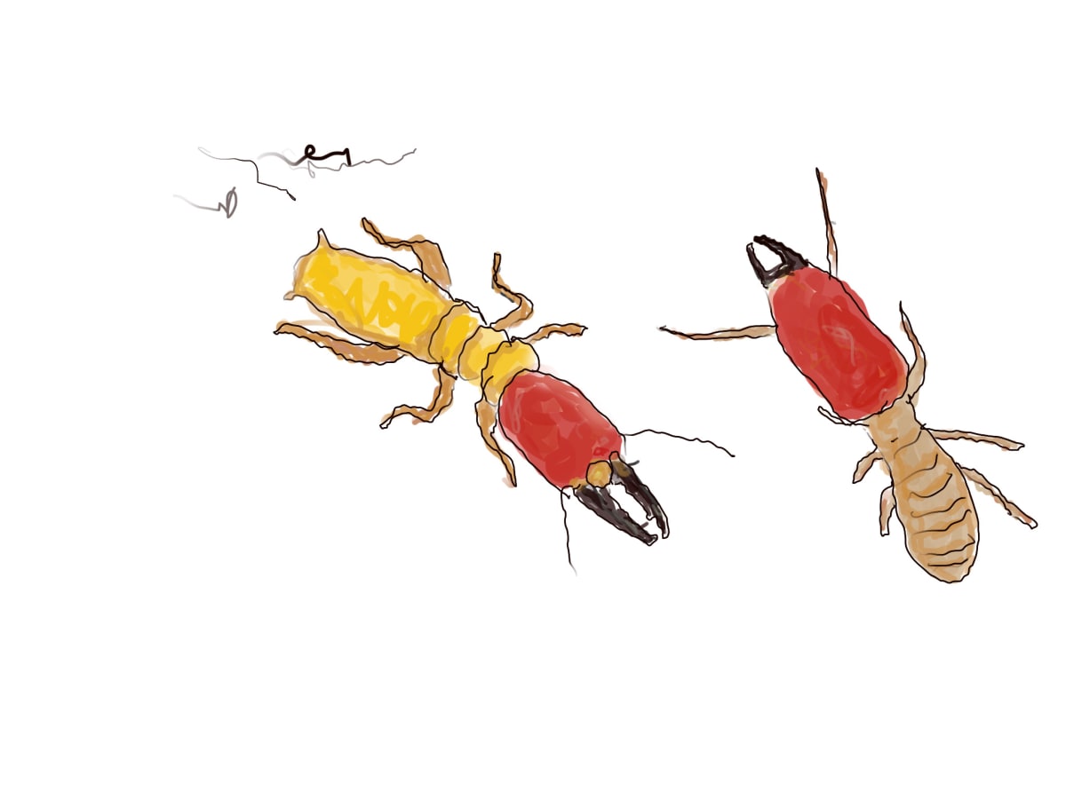 Yellow & Red termites, Image 1.