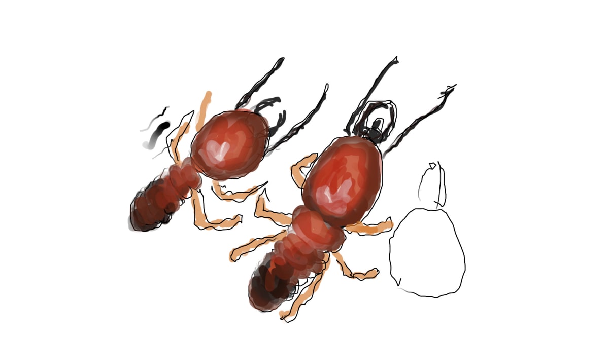 Two Large  Termites, Image 1.