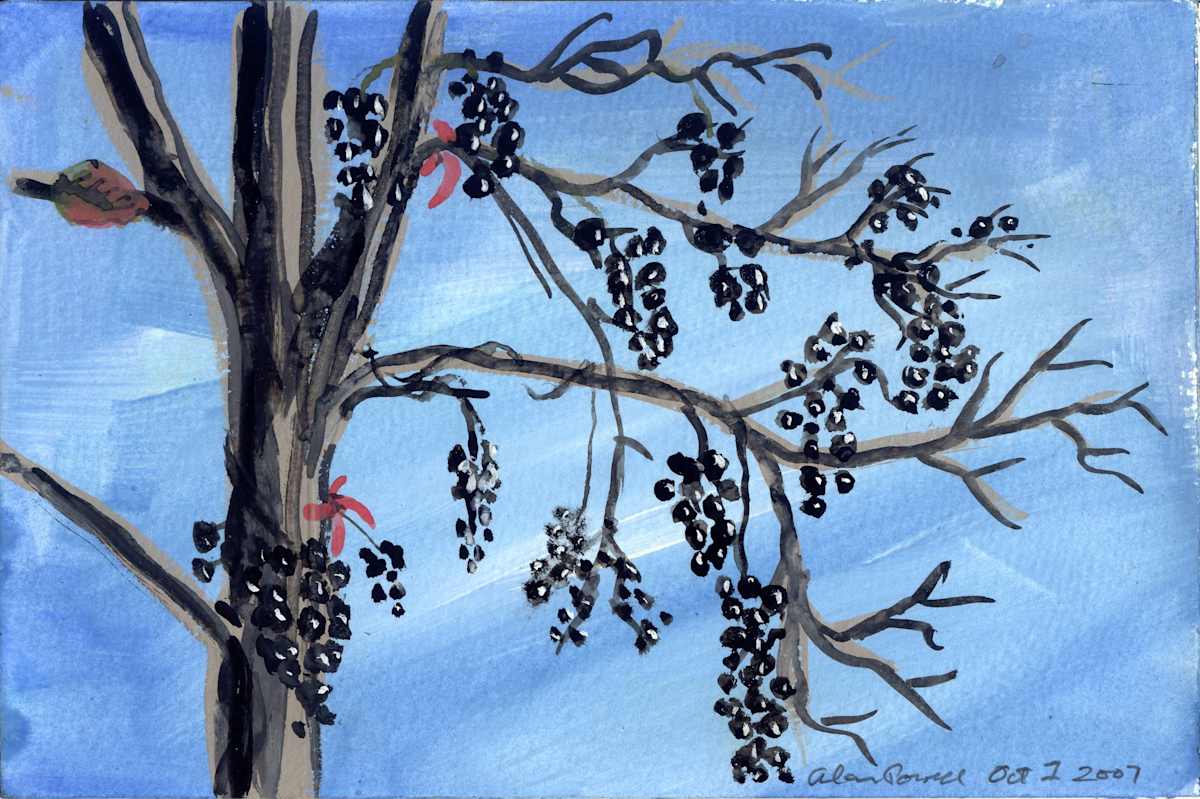 October 1, 2007; Wild Grape  by Alan Powell, Image 1.