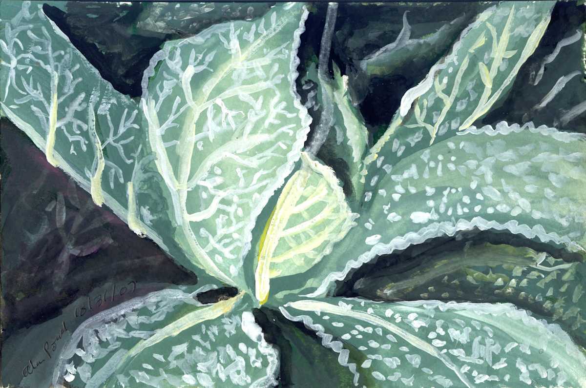 October 31, 2007; Lambs Ear by Alan Powell, Image 1.