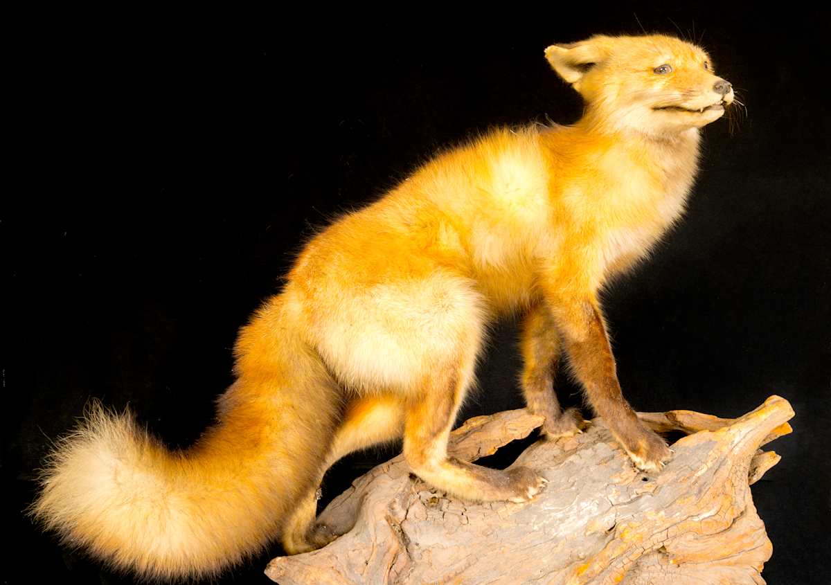 Red Fox by Alan Powell, Image 1.