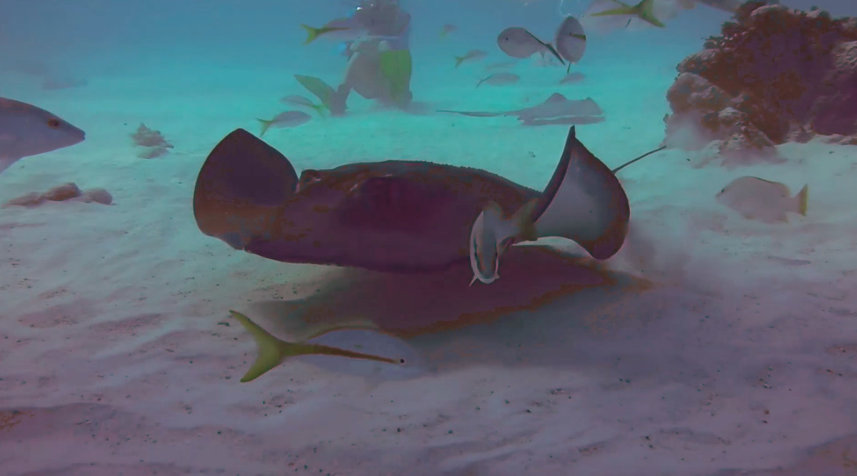 Kissing Stingrays by Alan Powell 