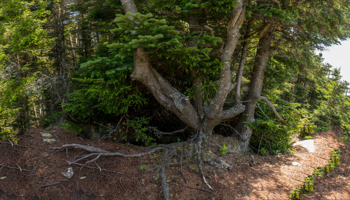 Balsam Fir Root by Alan Powell 