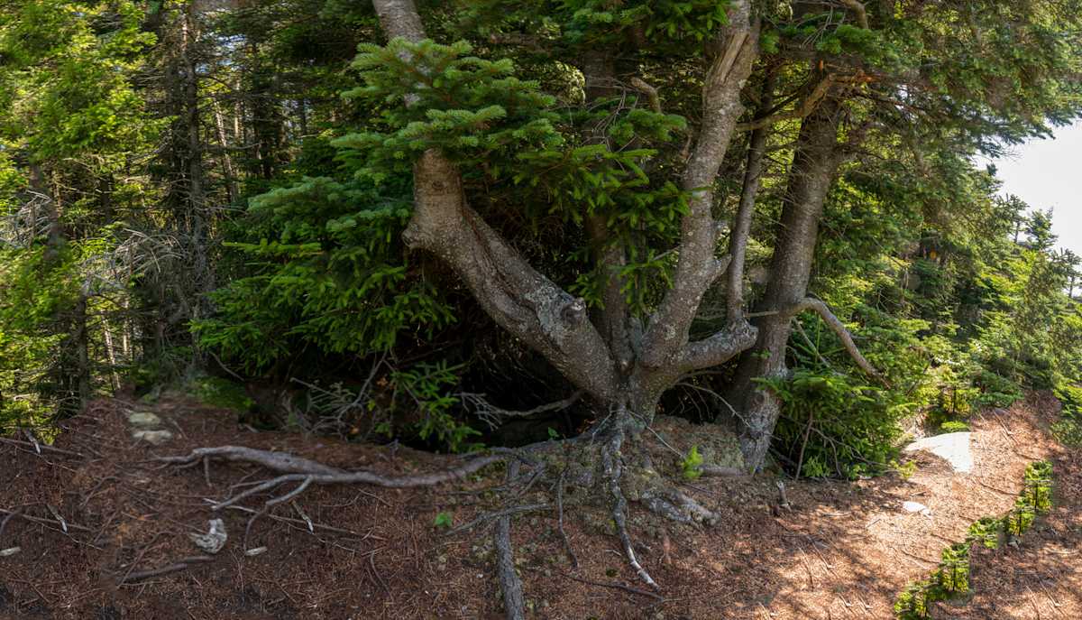 Balsam Fir Root by Alan Powell, Image 1.