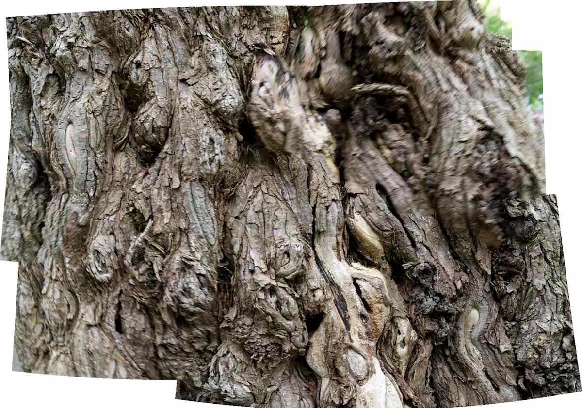 Wide Bark by Alan Powell, Image 1.