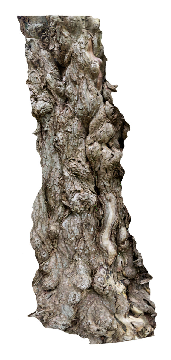 Long Bark by Alan Powell 