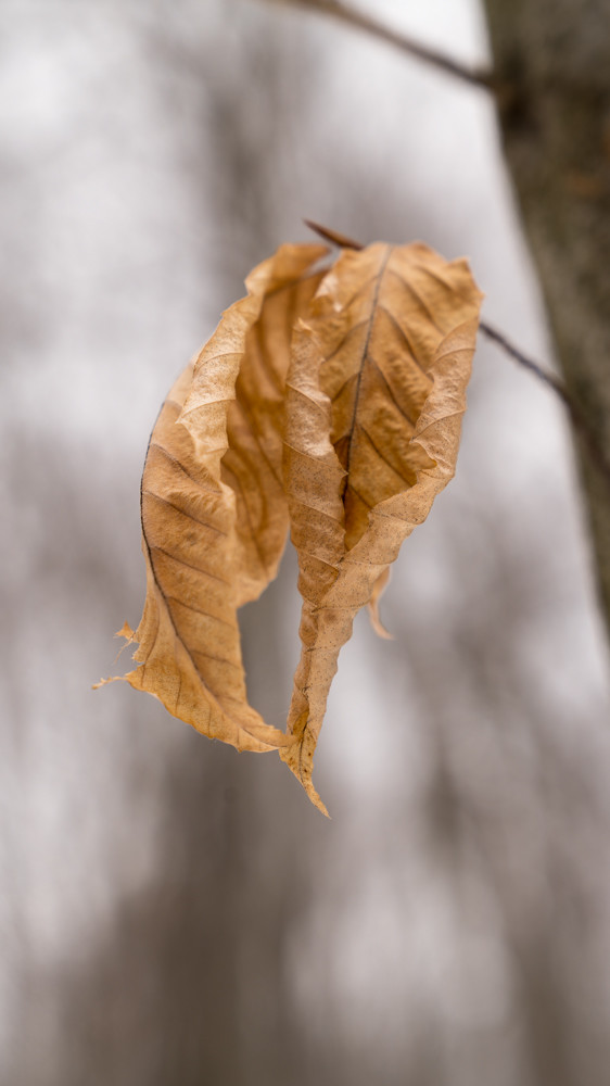 Birch Leaves in Winter by Alan Powell 