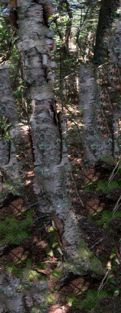 Birch Tree by Alan Powell 