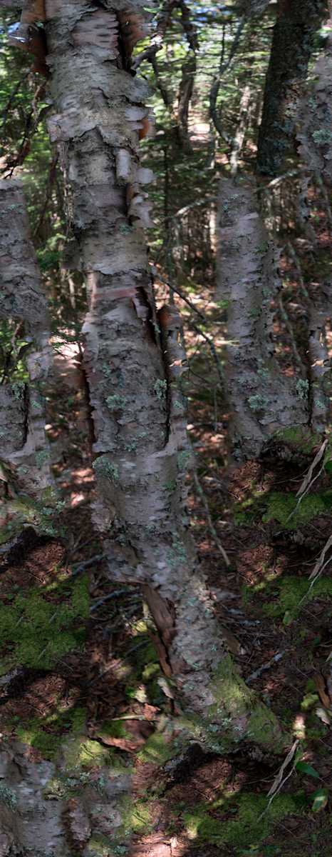 Birch Tree by Alan Powell, Image 1.