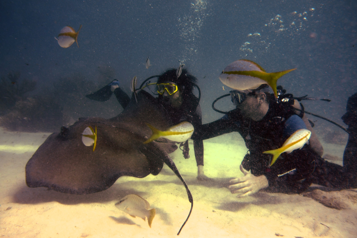 Petting a Sting Ray by Alan Powell 