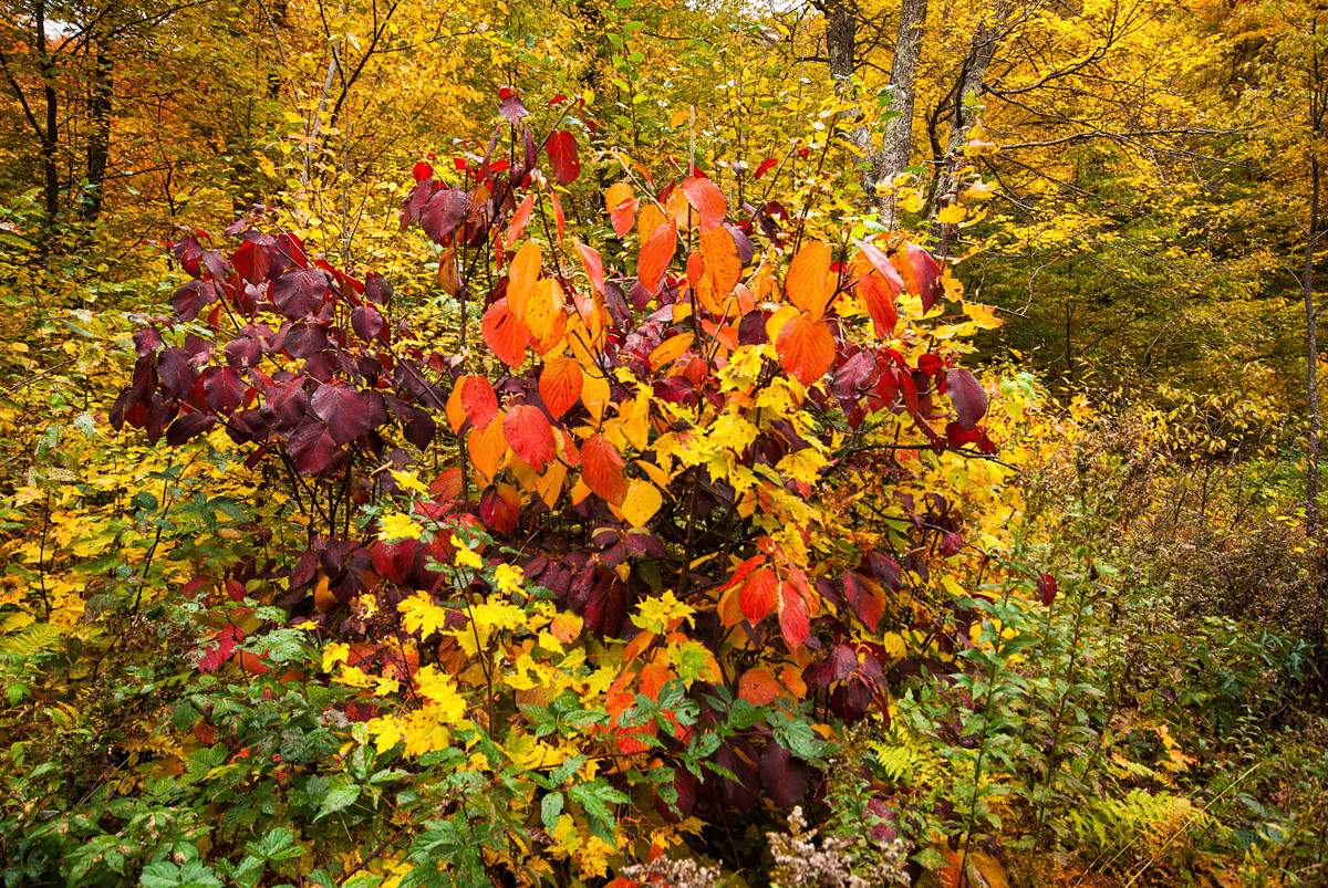 Fall Colors by Alan Powell 