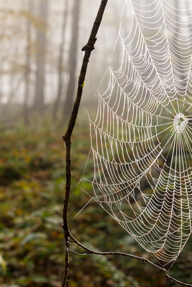 Spider web in morning Fog by Alan Powell 