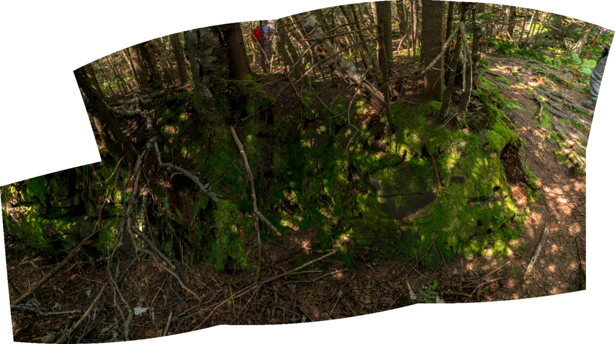 Forest Floor 1 by Alan Powell 