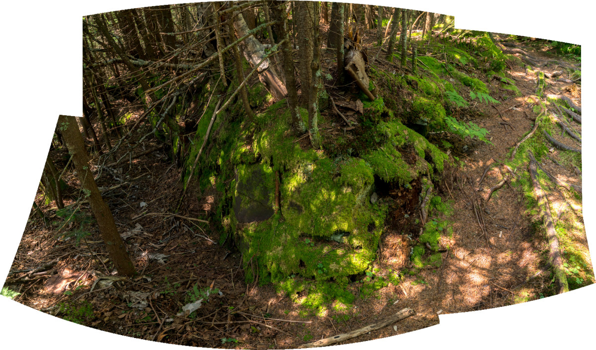 Forest Floor 2 by Alan Powell 