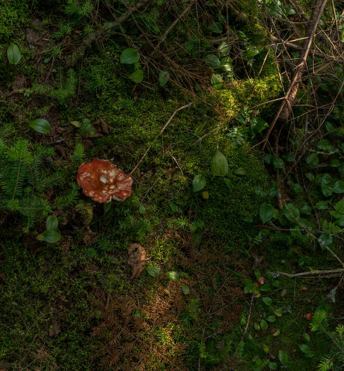 Forest Floor 3 by Alan Powell, Image 1.