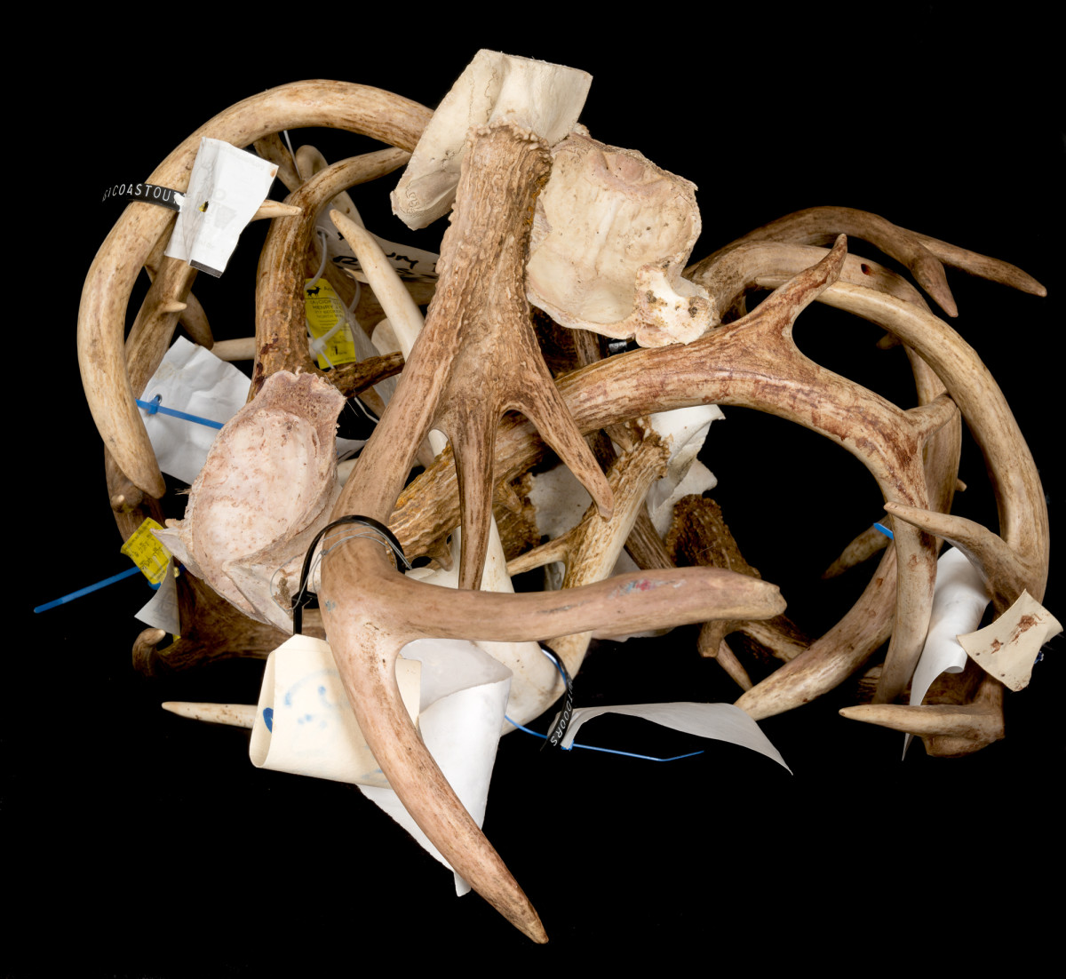 Horns by Alan Powell 