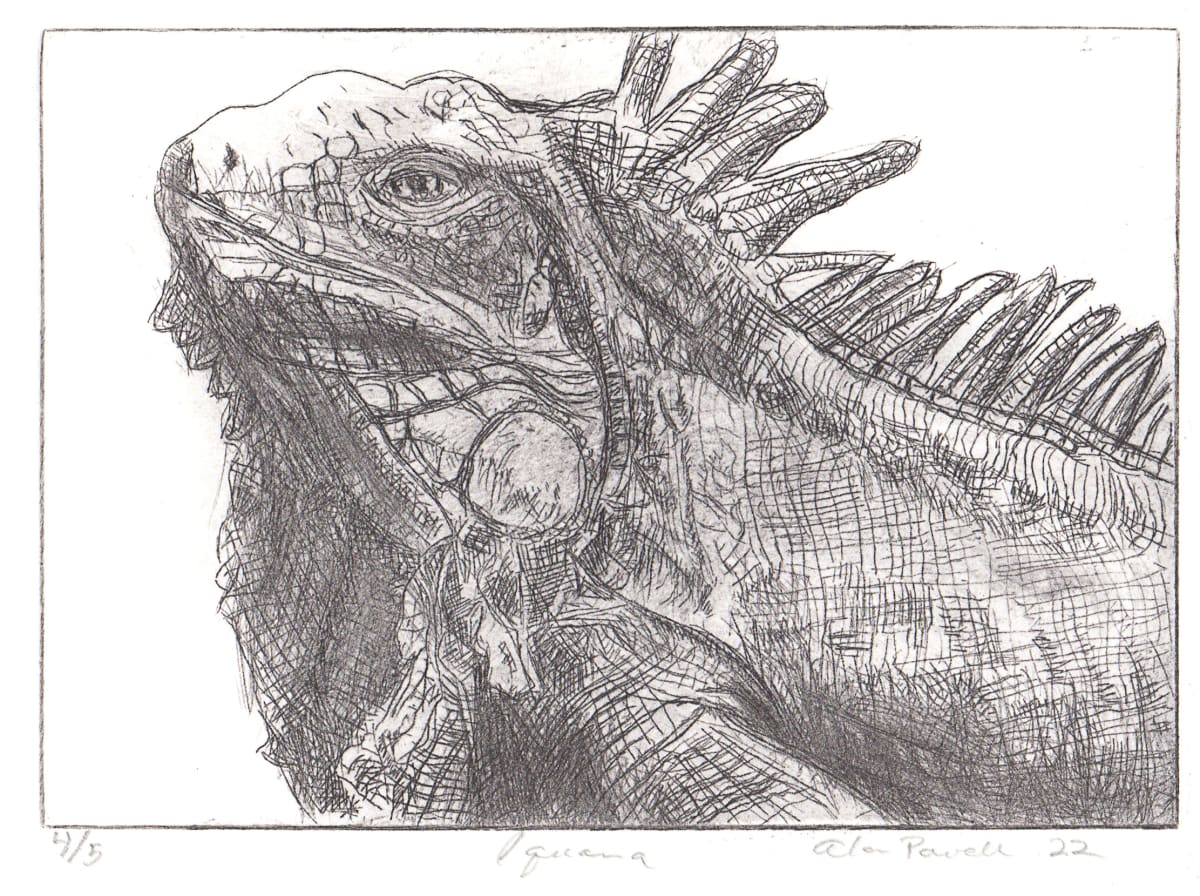 Iguana by Alan Powell  Image: Iguana: state 3 and edition of 5