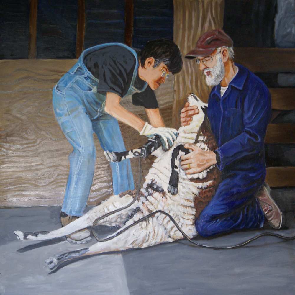 Jim & Meg shearing sheep by Alan Powell, Image 1.