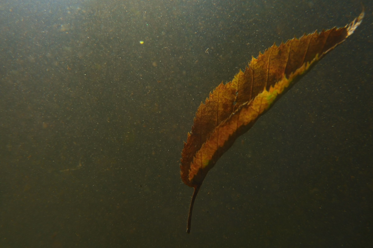Floating Leaf by Alan Powell 
