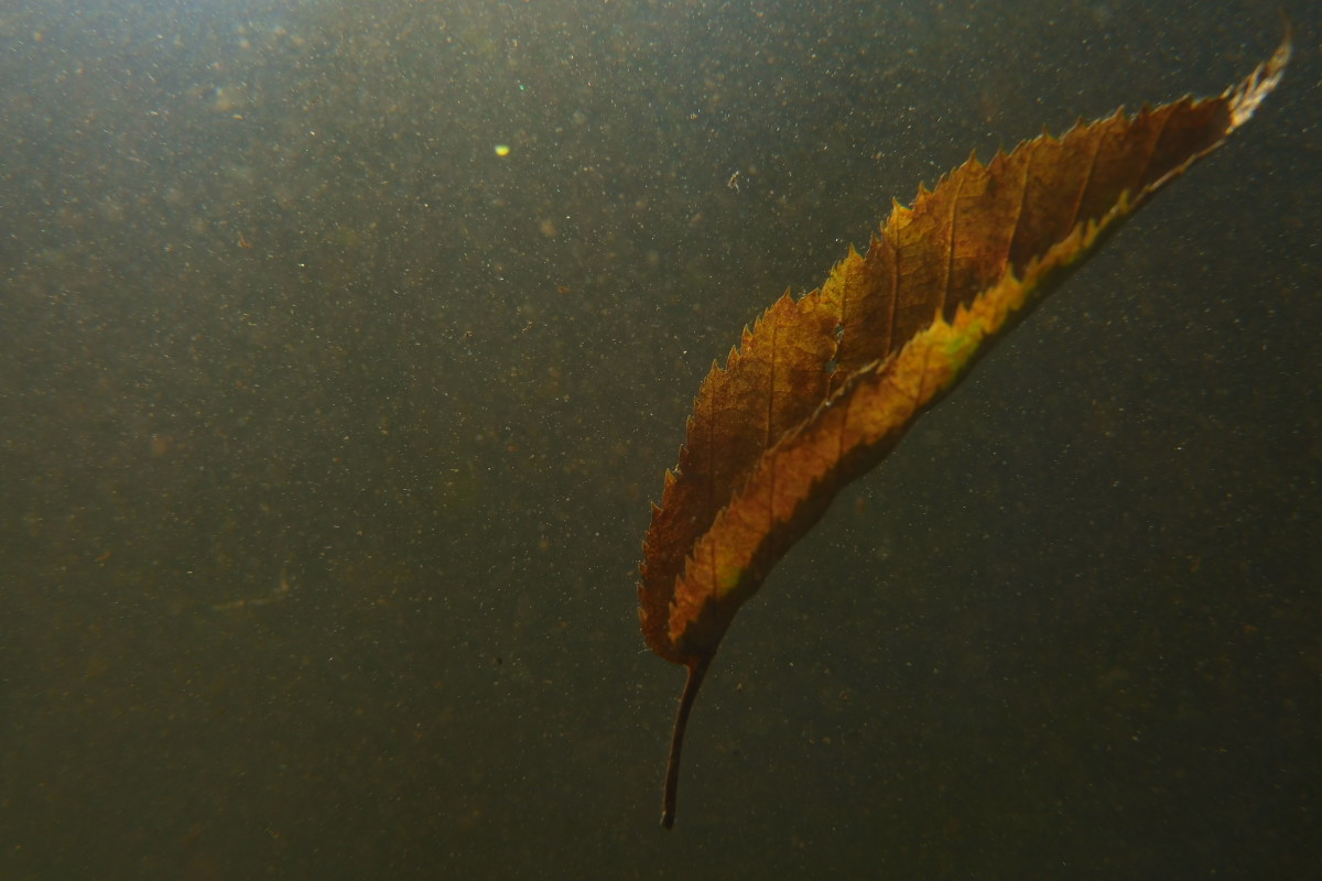 Floating Leaf by Alan Powell 