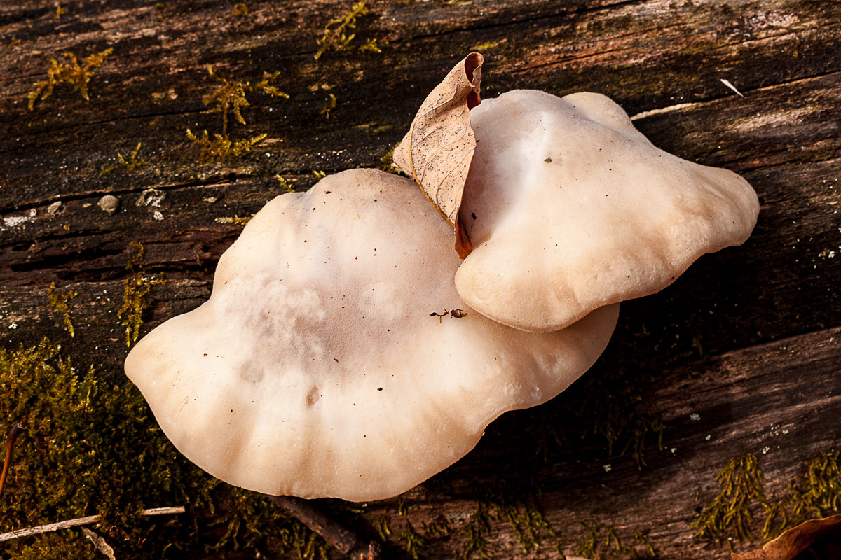 Mushroom by Alan Powell 