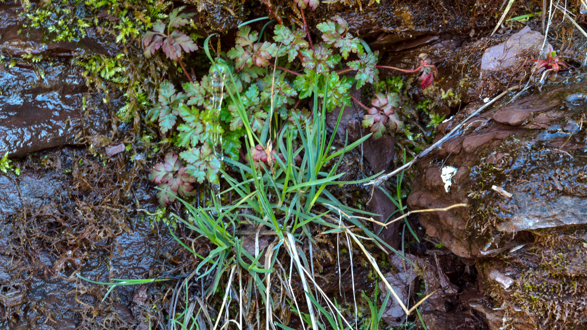 Rock Wall; early spring by Alan Powell 