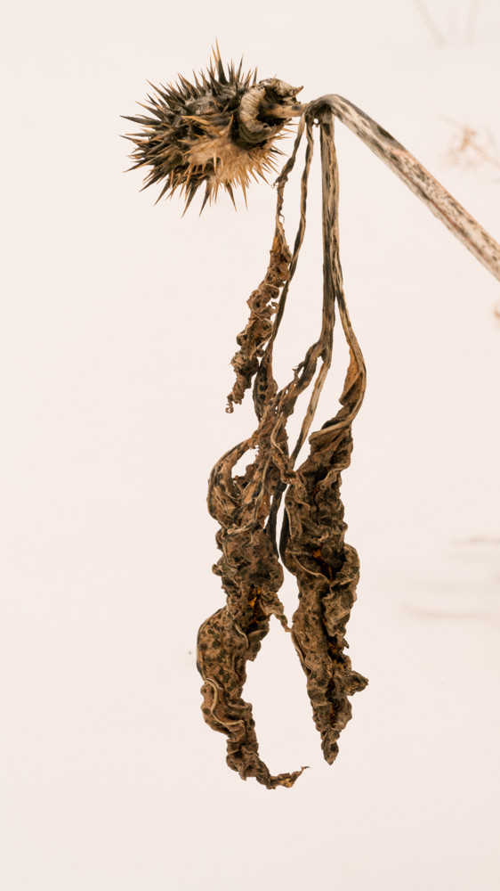 Datura in winter snow by Alan Powell 