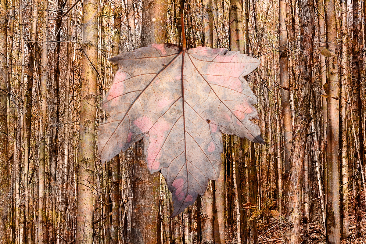 Fallen Maple Leaf, fall 2016 by Alan Powell 