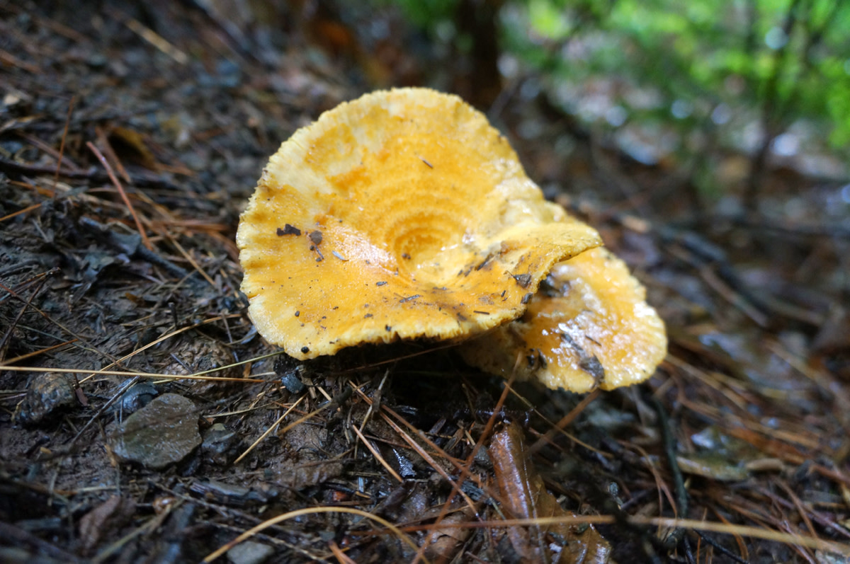 yellow mushroom by Alan Powell 