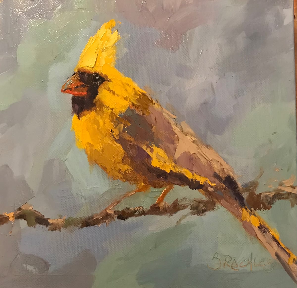 Yellow Cardinal 